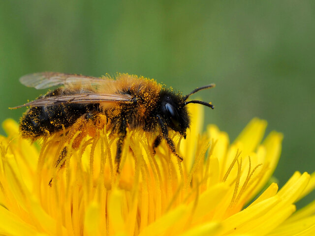 Wildbiene mit Nektar auf einer gelben Blume